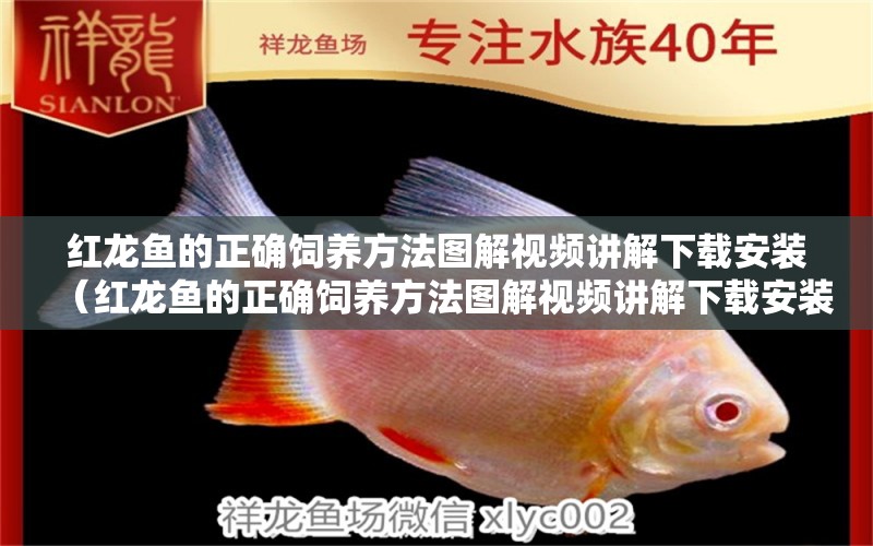 紅龍魚的正確飼養(yǎng)方法圖解視頻講解下載安裝（紅龍魚的正確飼養(yǎng)方法圖解視頻講解下載安裝） 龍魚百科