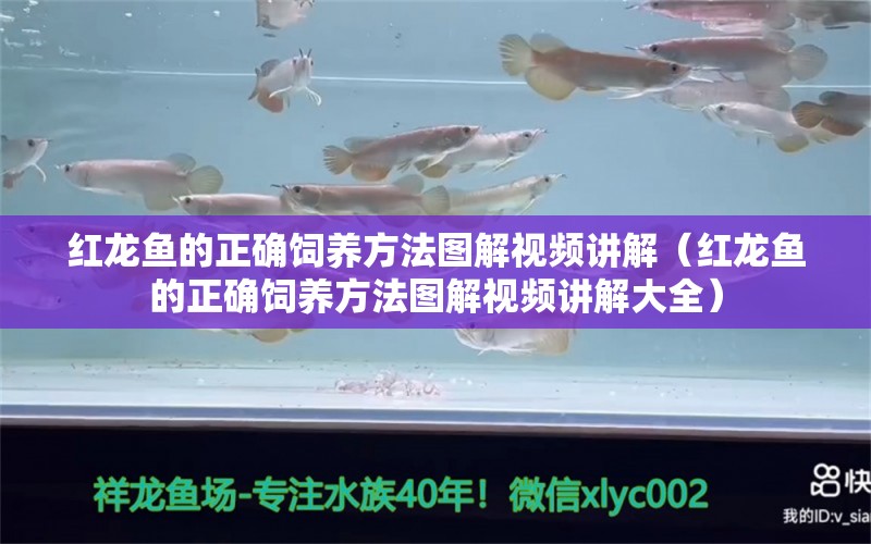 紅龍魚的正確飼養(yǎng)方法圖解視頻講解（紅龍魚的正確飼養(yǎng)方法圖解視頻講解大全）