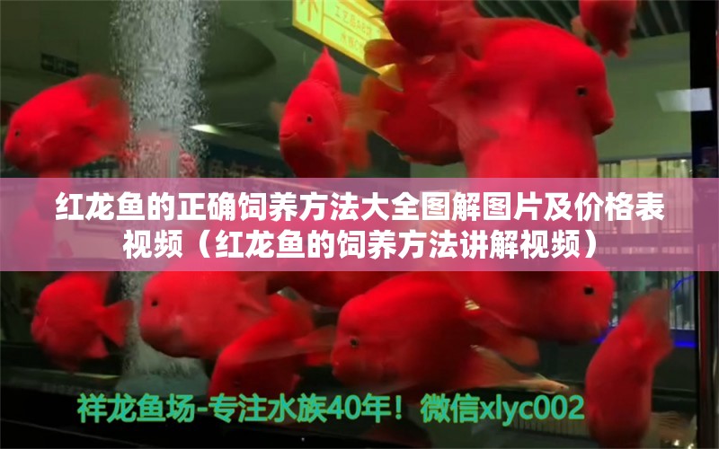 紅龍魚(yú)的正確飼養(yǎng)方法大全圖解圖片及價(jià)格表視頻（紅龍魚(yú)的飼養(yǎng)方法講解視頻）