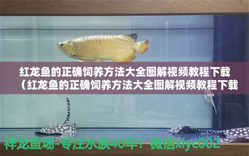 紅龍魚的正確飼養(yǎng)方法大全圖解視頻教程下載（紅龍魚的正確飼養(yǎng)方法大全圖解視頻教程下載） 印尼紅龍魚