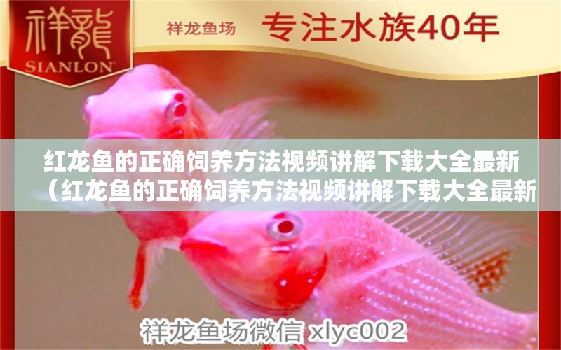 紅龍魚的正確飼養(yǎng)方法視頻講解下載大全最新（紅龍魚的正確飼養(yǎng)方法視頻講解下載大全最新版）