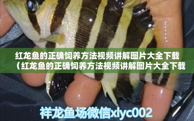 紅龍魚的正確飼養(yǎng)方法視頻講解圖片大全下載（紅龍魚的正確飼養(yǎng)方法視頻講解圖片大全下載）