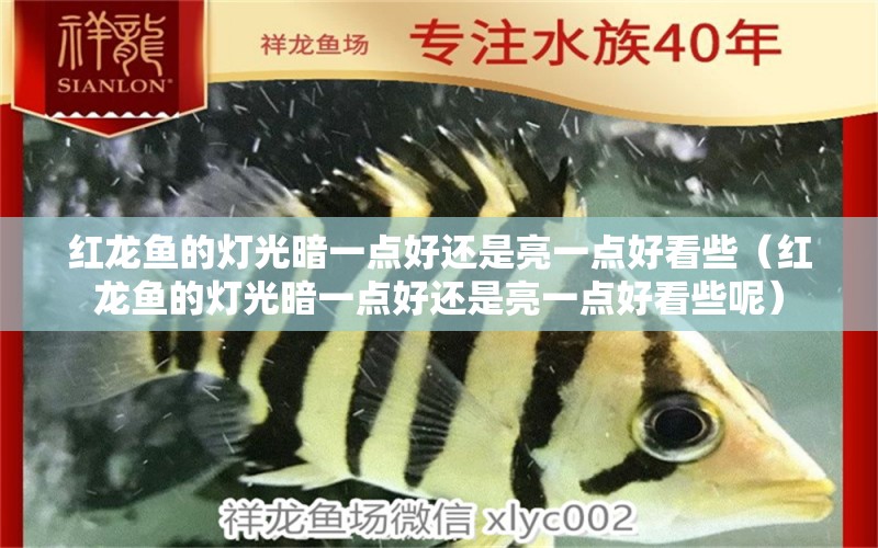 紅龍魚(yú)的燈光暗一點(diǎn)好還是亮一點(diǎn)好看些（紅龍魚(yú)的燈光暗一點(diǎn)好還是亮一點(diǎn)好看些呢） 印尼紅龍魚(yú)