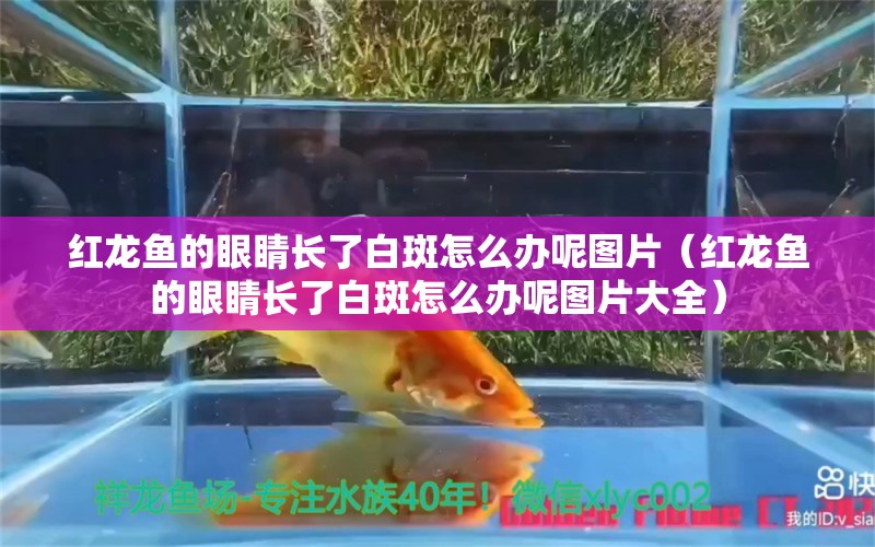 紅龍魚的眼睛長(zhǎng)了白斑怎么辦呢圖片（紅龍魚的眼睛長(zhǎng)了白斑怎么辦呢圖片大全）