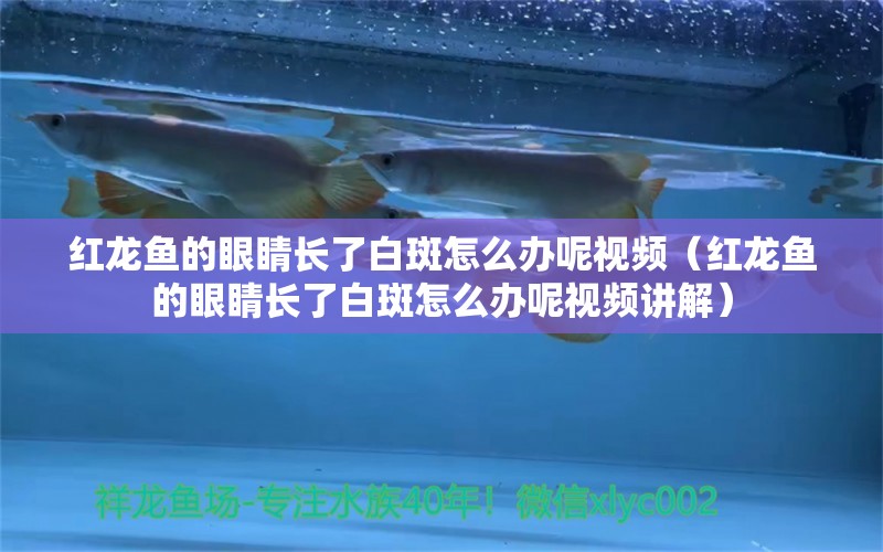 紅龍魚的眼睛長了白斑怎么辦呢視頻（紅龍魚的眼睛長了白斑怎么辦呢視頻講解）