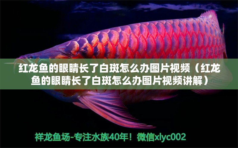 紅龍魚的眼睛長了白斑怎么辦圖片視頻（紅龍魚的眼睛長了白斑怎么辦圖片視頻講解）