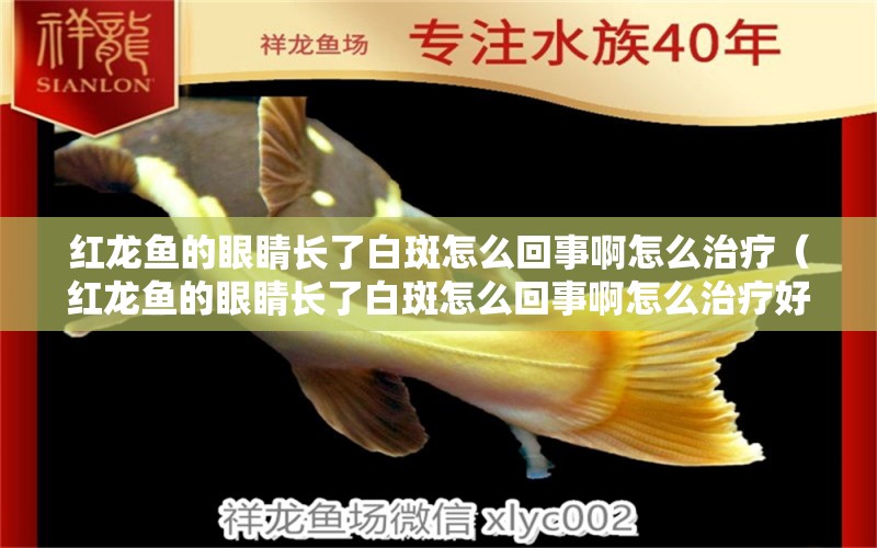 紅龍魚的眼睛長了白斑怎么回事啊怎么治療（紅龍魚的眼睛長了白斑怎么回事啊怎么治療好）