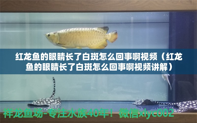 紅龍魚的眼睛長(zhǎng)了白斑怎么回事啊視頻（紅龍魚的眼睛長(zhǎng)了白斑怎么回事啊視頻講解） 龍魚百科