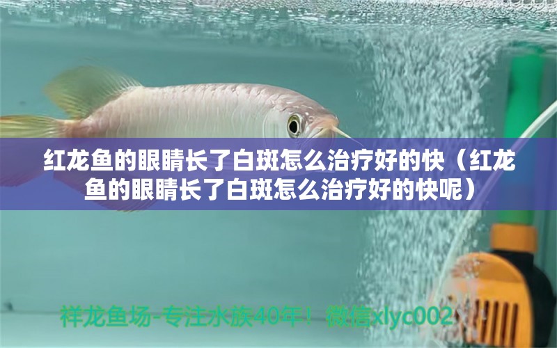 紅龍魚的眼睛長了白斑怎么治療好的快（紅龍魚的眼睛長了白斑怎么治療好的快呢）