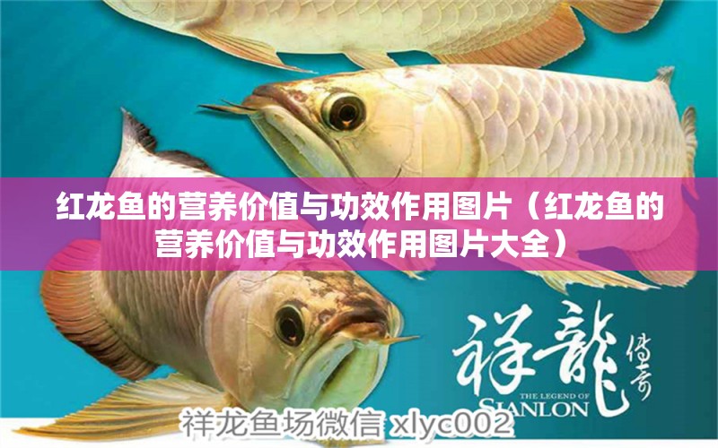 紅龍魚的營養(yǎng)價(jià)值與功效作用圖片（紅龍魚的營養(yǎng)價(jià)值與功效作用圖片大全） 龍魚百科