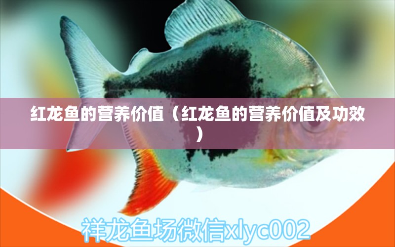 紅龍魚的營(yíng)養(yǎng)價(jià)值（紅龍魚的營(yíng)養(yǎng)價(jià)值及功效）