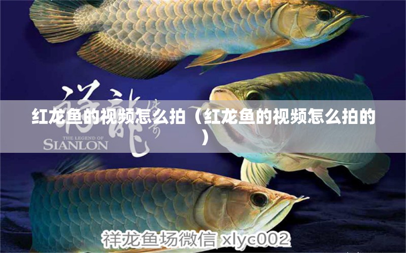 紅龍魚的視頻怎么拍（紅龍魚的視頻怎么拍的）