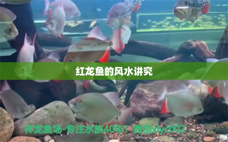 紅龍魚的風水講究 魚缸風水