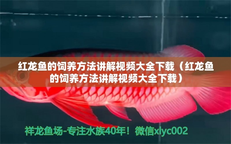 紅龍魚的飼養(yǎng)方法講解視頻大全下載（紅龍魚的飼養(yǎng)方法講解視頻大全下載）