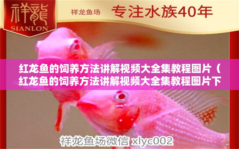 紅龍魚的飼養(yǎng)方法講解視頻大全集教程圖片（紅龍魚的飼養(yǎng)方法講解視頻大全集教程圖片下載）