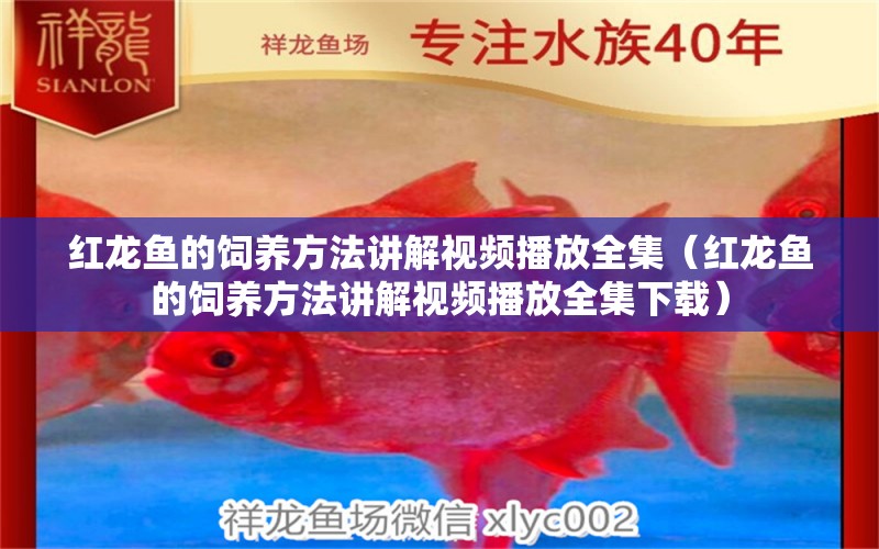 紅龍魚(yú)的飼養(yǎng)方法講解視頻播放全集（紅龍魚(yú)的飼養(yǎng)方法講解視頻播放全集下載） 印尼紅龍魚(yú)