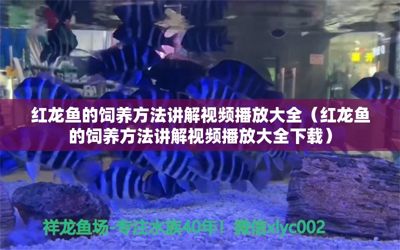 紅龍魚的飼養(yǎng)方法講解視頻播放大全（紅龍魚的飼養(yǎng)方法講解視頻播放大全下載）