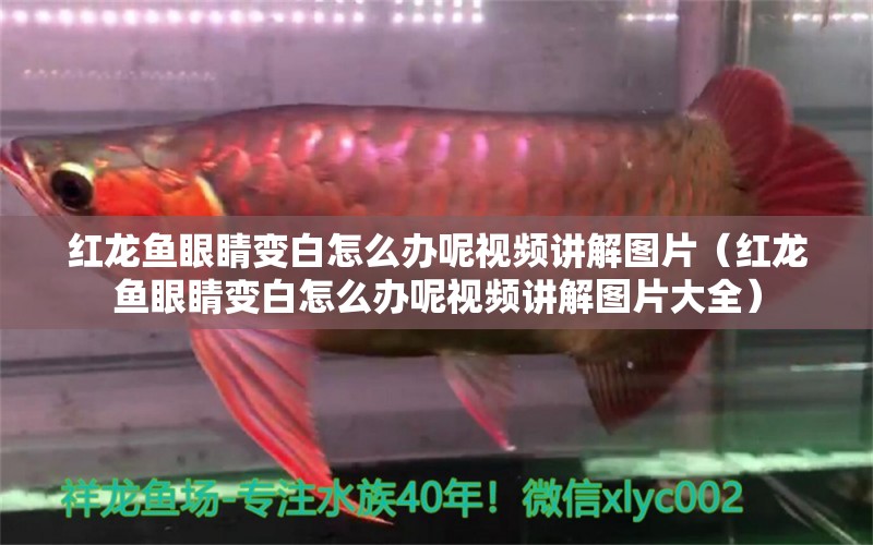 紅龍魚眼睛變白怎么辦呢視頻講解圖片（紅龍魚眼睛變白怎么辦呢視頻講解圖片大全） 龍魚百科