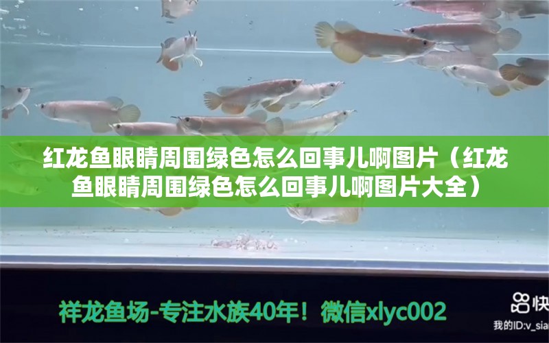 紅龍魚眼睛周圍綠色怎么回事兒啊圖片（紅龍魚眼睛周圍綠色怎么回事兒啊圖片大全）