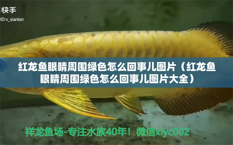 紅龍魚眼睛周圍綠色怎么回事兒圖片（紅龍魚眼睛周圍綠色怎么回事兒圖片大全） 龍魚百科