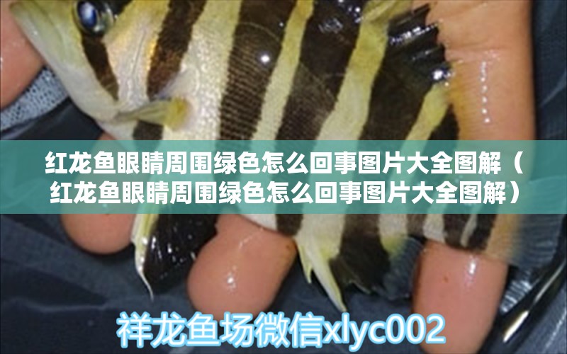 紅龍魚眼睛周圍綠色怎么回事圖片大全圖解（紅龍魚眼睛周圍綠色怎么回事圖片大全圖解）