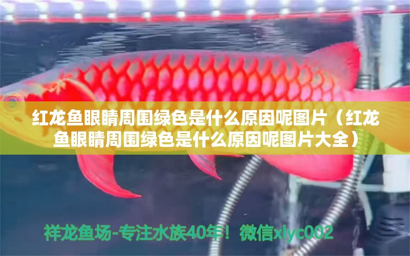 紅龍魚眼睛周圍綠色是什么原因呢圖片（紅龍魚眼睛周圍綠色是什么原因呢圖片大全）