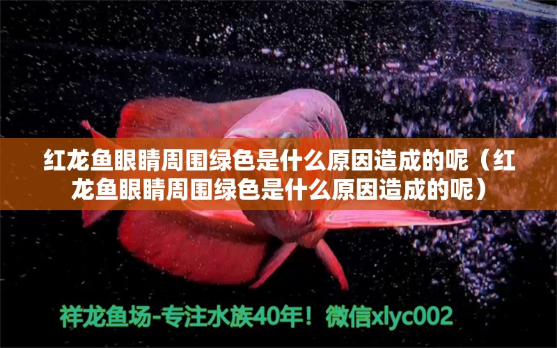 紅龍魚眼睛周圍綠色是什么原因造成的呢（紅龍魚眼睛周圍綠色是什么原因造成的呢）