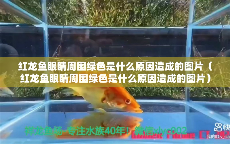 紅龍魚眼睛周圍綠色是什么原因造成的圖片（紅龍魚眼睛周圍綠色是什么原因造成的圖片）