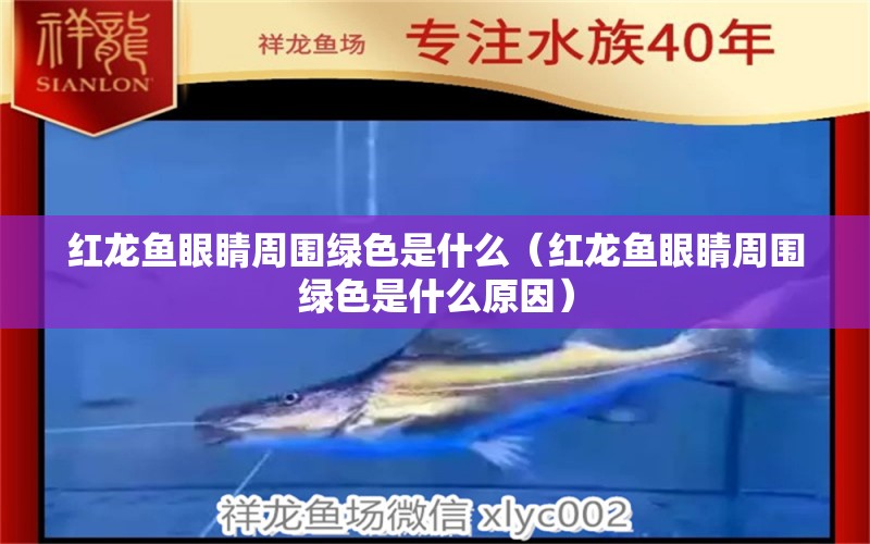 紅龍魚眼睛周圍綠色是什么（紅龍魚眼睛周圍綠色是什么原因） 龍魚百科