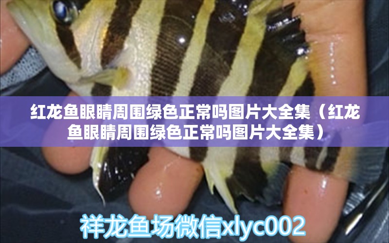 紅龍魚眼睛周圍綠色正常嗎圖片大全集（紅龍魚眼睛周圍綠色正常嗎圖片大全集）