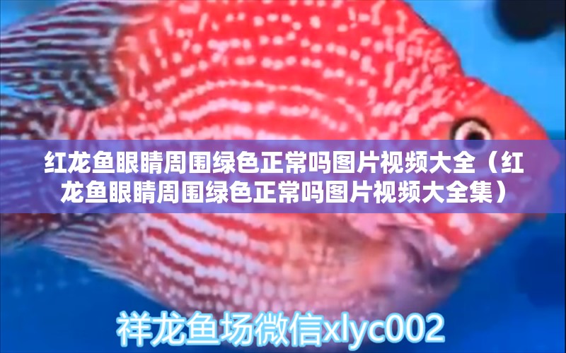 紅龍魚眼睛周圍綠色正常嗎圖片視頻大全（紅龍魚眼睛周圍綠色正常嗎圖片視頻大全集）