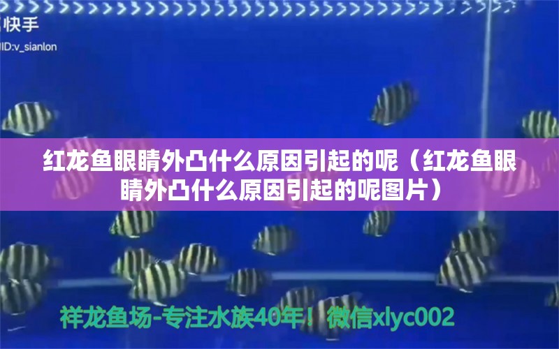 紅龍魚眼睛外凸什么原因引起的呢（紅龍魚眼睛外凸什么原因引起的呢圖片） 印尼紅龍魚