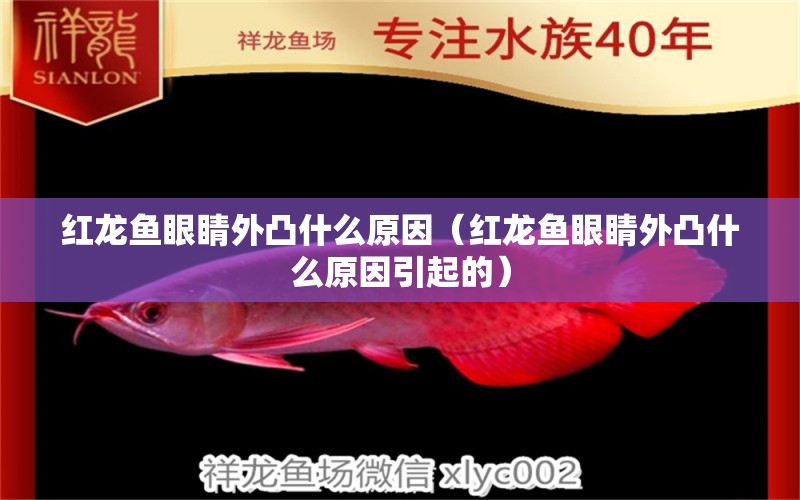 紅龍魚眼睛外凸什么原因（紅龍魚眼睛外凸什么原因引起的）