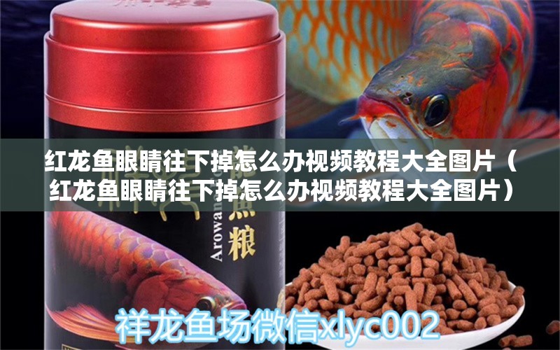 紅龍魚(yú)眼睛往下掉怎么辦視頻教程大全圖片（紅龍魚(yú)眼睛往下掉怎么辦視頻教程大全圖片） 龍魚(yú)百科