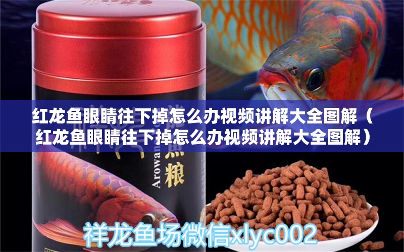 紅龍魚眼睛往下掉怎么辦視頻講解大全圖解（紅龍魚眼睛往下掉怎么辦視頻講解大全圖解）