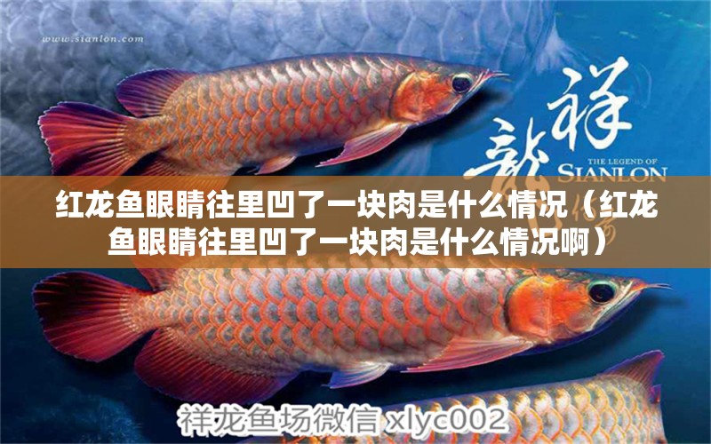 紅龍魚眼睛往里凹了一塊肉是什么情況（紅龍魚眼睛往里凹了一塊肉是什么情況?。?龍魚百科