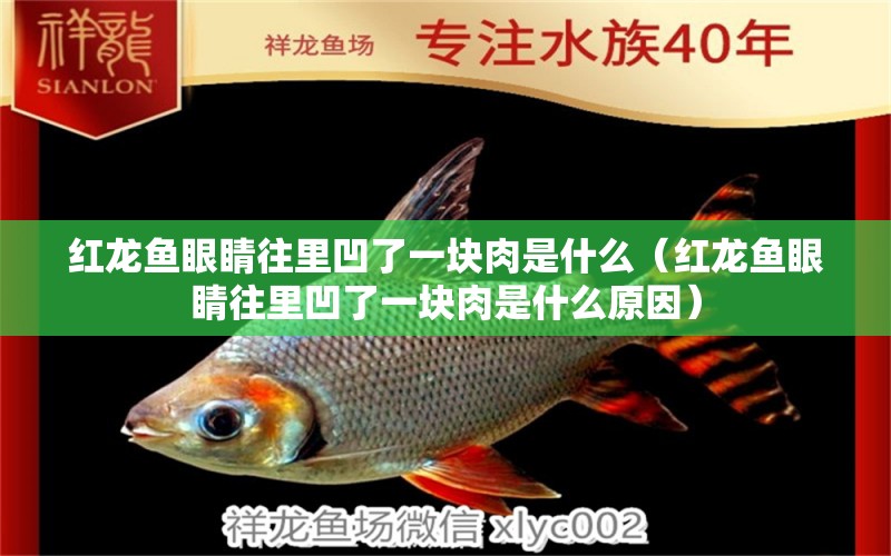 紅龍魚(yú)眼睛往里凹了一塊肉是什么（紅龍魚(yú)眼睛往里凹了一塊肉是什么原因）