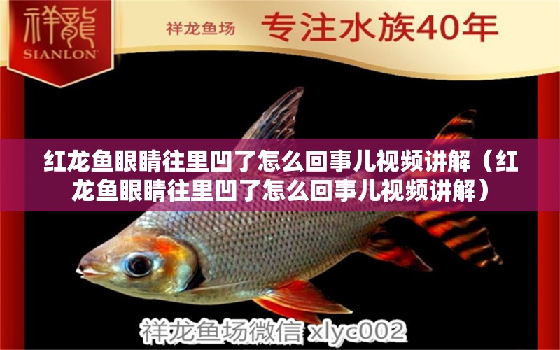 紅龍魚眼睛往里凹了怎么回事兒視頻講解（紅龍魚眼睛往里凹了怎么回事兒視頻講解） 龍魚百科