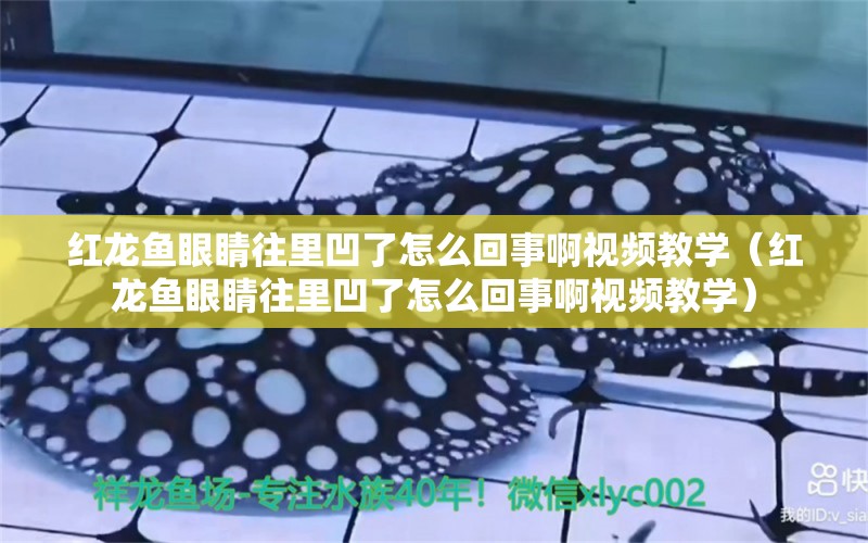 紅龍魚眼睛往里凹了怎么回事啊視頻教學(xué)（紅龍魚眼睛往里凹了怎么回事啊視頻教學(xué)）