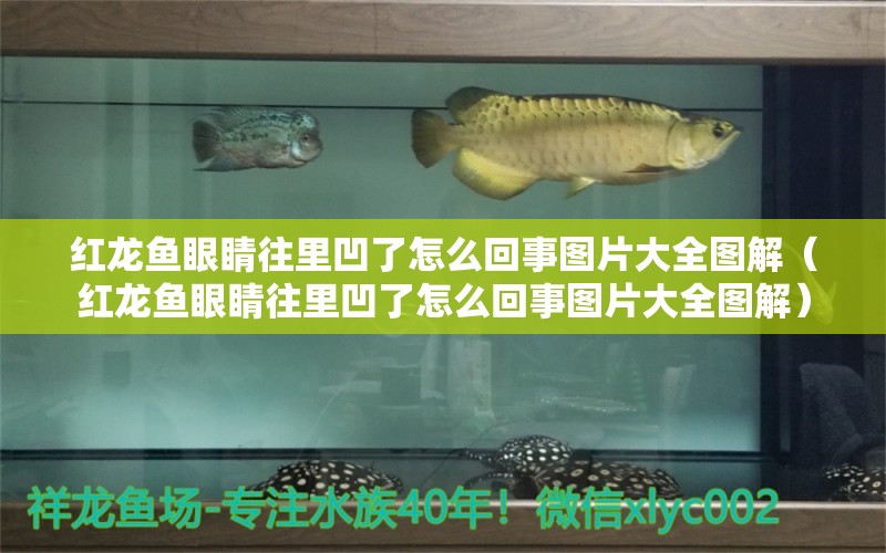 紅龍魚眼睛往里凹了怎么回事圖片大全圖解（紅龍魚眼睛往里凹了怎么回事圖片大全圖解）