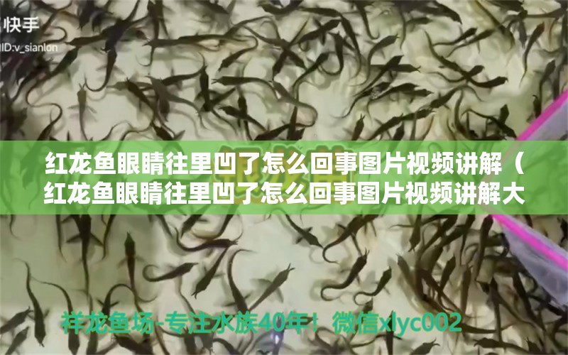 紅龍魚眼睛往里凹了怎么回事圖片視頻講解（紅龍魚眼睛往里凹了怎么回事圖片視頻講解大全）