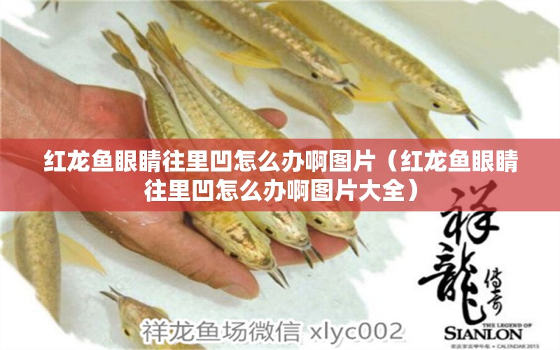 紅龍魚眼睛往里凹怎么辦啊圖片（紅龍魚眼睛往里凹怎么辦啊圖片大全）