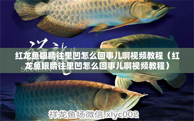 紅龍魚眼睛往里凹怎么回事兒啊視頻教程（紅龍魚眼睛往里凹怎么回事兒啊視頻教程）