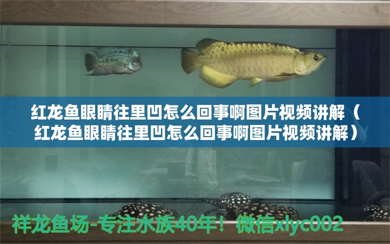 紅龍魚眼睛往里凹怎么回事啊圖片視頻講解（紅龍魚眼睛往里凹怎么回事啊圖片視頻講解）