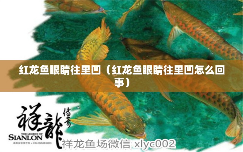 紅龍魚眼睛往里凹（紅龍魚眼睛往里凹怎么回事） 印尼紅龍魚