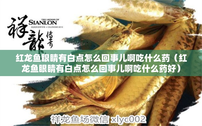 紅龍魚(yú)眼睛有白點(diǎn)怎么回事兒啊吃什么藥（紅龍魚(yú)眼睛有白點(diǎn)怎么回事兒啊吃什么藥好） 龍魚(yú)百科