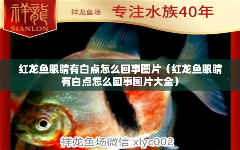 紅龍魚(yú)眼睛有白點(diǎn)怎么回事圖片（紅龍魚(yú)眼睛有白點(diǎn)怎么回事圖片大全） 印尼紅龍魚(yú)