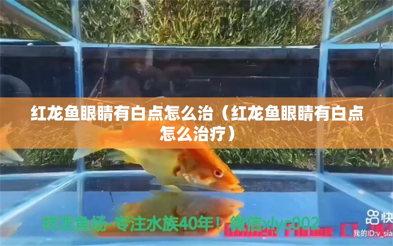 紅龍魚眼睛有白點(diǎn)怎么治（紅龍魚眼睛有白點(diǎn)怎么治療）