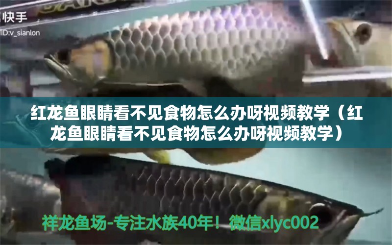 紅龍魚眼睛看不見食物怎么辦呀視頻教學(xué)（紅龍魚眼睛看不見食物怎么辦呀視頻教學(xué)）