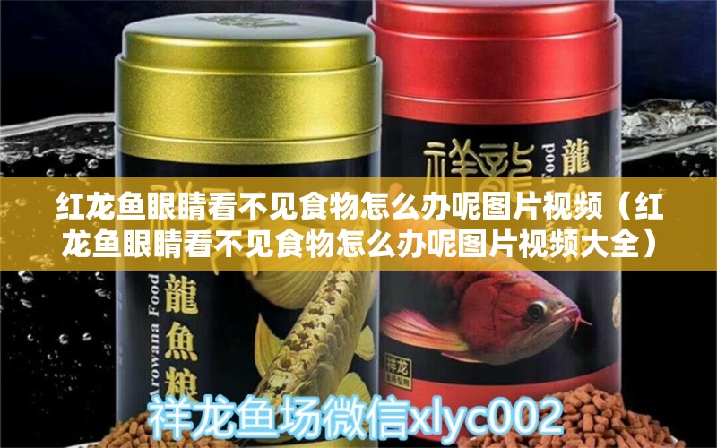 紅龍魚眼睛看不見食物怎么辦呢圖片視頻（紅龍魚眼睛看不見食物怎么辦呢圖片視頻大全） 龍魚百科